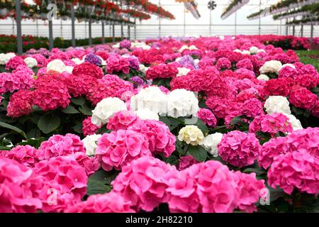 Close up of beautiful pink, white and violet hydrangeas in large glass modern greenhouse. Concept of preparation for sale trendy incredible flowers in hothouse.  Stock Photo