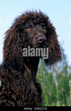 Irish Water Spaniel Dog, Portrait of Adult Stock Photo