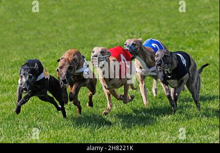 Whippet Dogs running, Racing at Track Stock Photo
