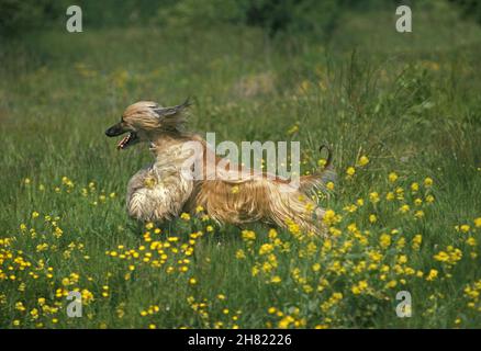Afghan Hound,  Adult running through Flowers Stock Photo