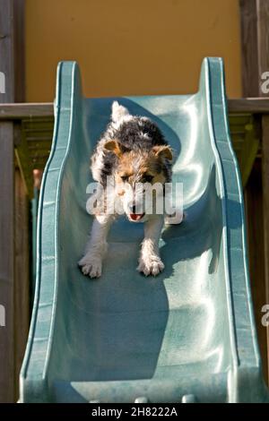 Wire-Haired Fox Terrier, Pup going Down the Slide Stock Photo