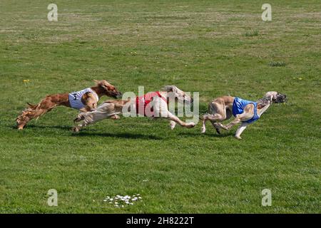 Afghan hounds running, Racing at Track Stock Photo
