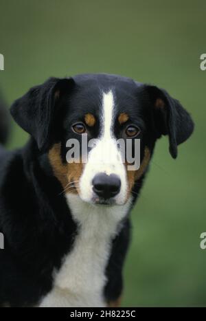 Appenzell Mountain Dog, Portrait of Adult Stock Photo