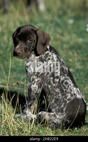 German Short-Haired Pointer Dog, Pup sitting on Grass Stock Photo