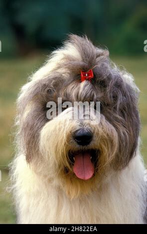 Bobtail and Bearded Collies, Old English Shepherd Dog Stock Photo - Alamy