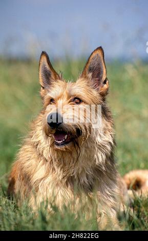 Picardy Shepherd Dog laying on Grass Stock Photo