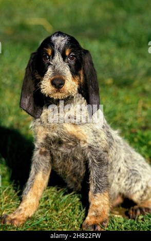 BLUE GASCONY GRIFFON DOG, ADULT SITTING ON GRASS Stock Photo