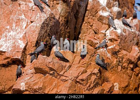 Inca Tern, larosterna inca, Group standing on Rocks, Ballestas Islands in Paracas National Park, Peru Stock Photo