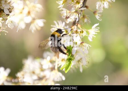 Bumblebee (possible Bombus sylvestris - Forest Cuckoo Bee) feeding on a white flower, Lake District, UK
