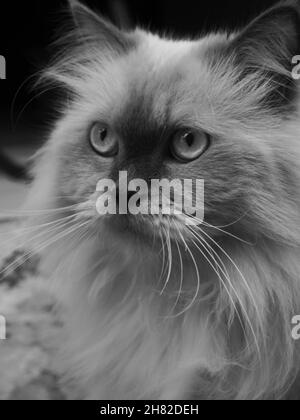 Persian Himalaya Cat Portrait Stock Photo