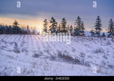The sun setting over a snow covered field. Stock Photo