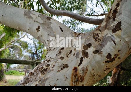 closeup bark trunk River Red Gum Stock Photo