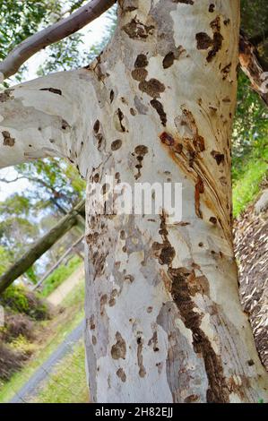 closeup bark trunk River Red Gum Stock Photo