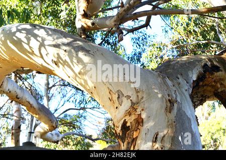 closeup bark trunk River Red Gum Stock Photo