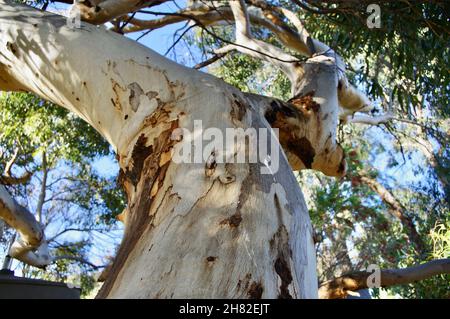 closeup bark trunk River Red Gum Stock Photo