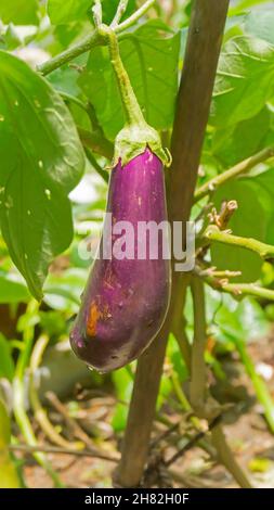 Begun or Brinjal hanging from brinjal tree, Solanum melongena. Howrah, West Bengal, India. Stock Photo