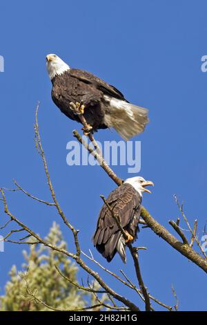 Two bald eagles are perched on barren branches against a blue sky in north Idaho. Stock Photo