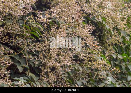 plant known as congeia in rio de janeiro. Stock Photo