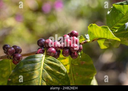 Arabicas coffee beans ripening on tree in North of thailand Stock Photo