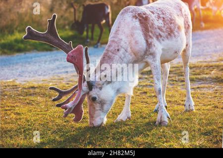 White reindeer grazing in a meadow in Lapland  during sunset Stock Photo