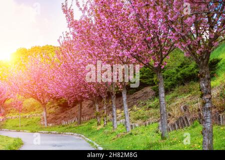 Pink blooming cherry trees in the spring park. Sakura alley in the park Stock Photo