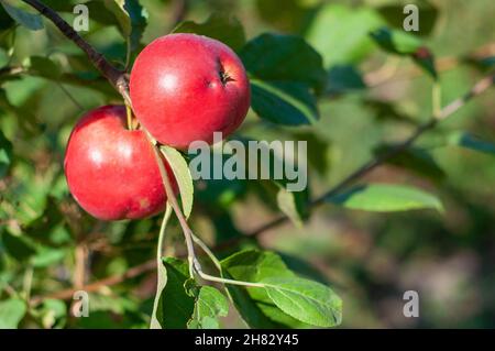Two red apples on a branch. Ripe fruit Stock Photo