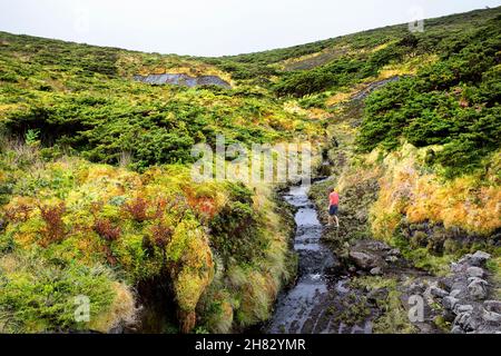 Boy walking by small river in the landscape full of Azores Heather trees, ferns and liquen on northern part of Flores, azores, Portugal Stock Photo