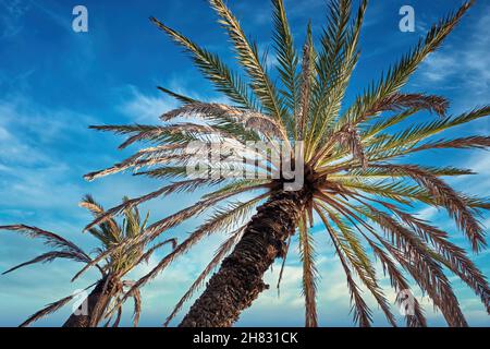 Low Angle Shot Of Palm Trees And Tropical Foliage Stock Photo