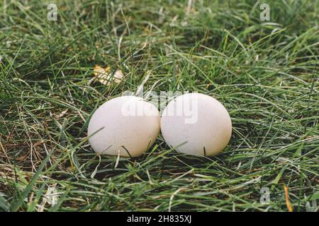 chicken egg- palatable profitable dietary natural product husbandry. two white chicken eggs are lying on the green grass. Stock Photo