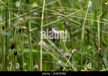 A view of a black and white butterfly with black spots on its feathers. Stock Photo