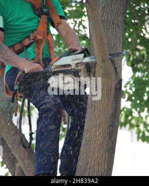 An arborist using a chainsaw to prune a tree, with safety equipment in an apartment condominium, during the day. Stock Photo