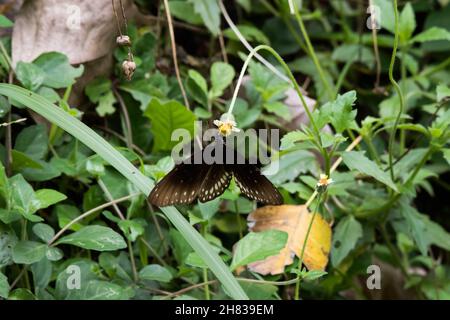 A view of a black dragonfly sitting on a leaf. Stock Photo