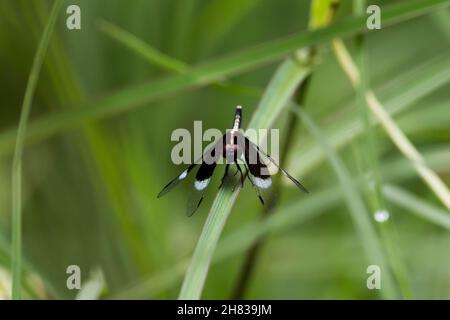 A view of a black dragonfly sitting on a leaf. Stock Photo
