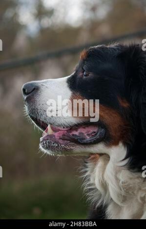 Bernese Mountain Dog portrait in profile Stock Photo