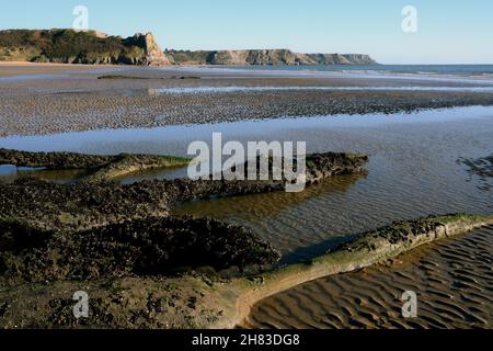 Sunken forest revealed at low tide on Oxwich beach, evidence of sea level rise Stock Photo