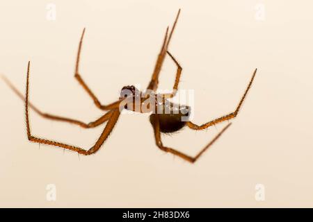 Close-up image of small spider. Stock Photo