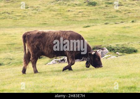 A female yak in an alpine pasture in northern Italy Stock Photo