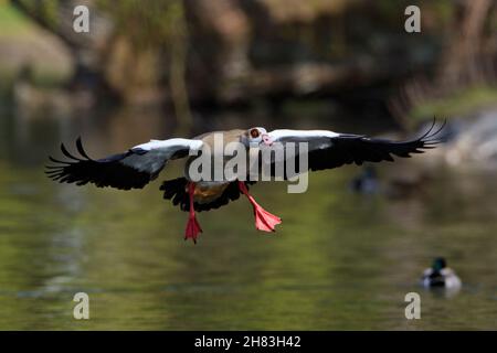 Egyptian Goose (Alopochen aegyptiaca), in flight, about to land, Lower Saxony, Germany Stock Photo