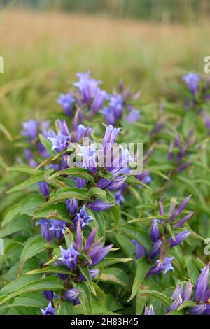Gentiana asclepiadea, the willow gentian, is a species of flowering plant of the genus Gentiana Stock Photo
