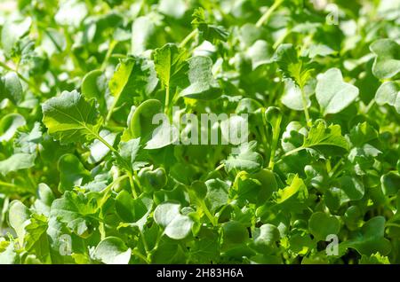 Kale microgreens, from above, close up. Fresh seedlings, and growing green shoots of leaf cabbage, Brassica oleracea var. sabellica. Stock Photo