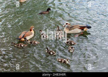 Egyptian Goose (Alopochen aegyptiaca), family on lake, Lower Saxony, Germany Stock Photo