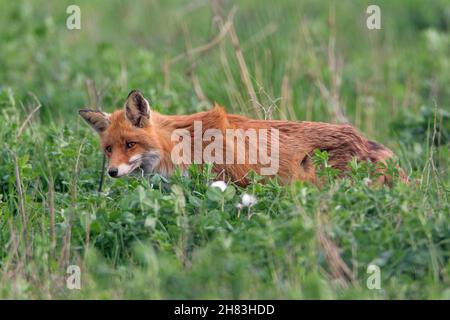 European red fox, (Vulpes vulpes), on meadow, searching for prey, Lower Saxony, Germany Stock Photo