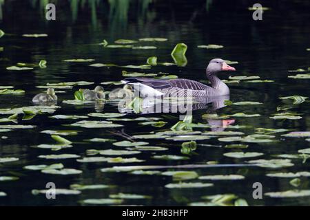 Greylag Goose, (Anser anser), parent bird on lake with goslings Lower Saxony - Germany Stock Photo