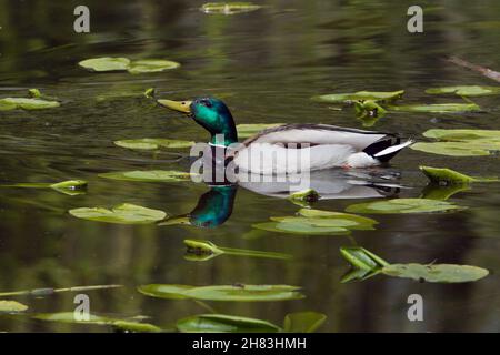 Mallard, (Anas platyrhynchos), drake, swimming on lake, Lower Saxony, Germany Stock Photo
