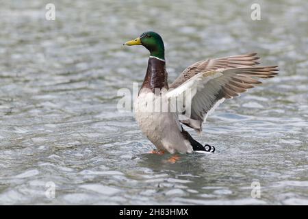 Mallard, (Anas platyrhynchos), drake, flapping wings on lake, Lower Saxony, Germany Stock Photo