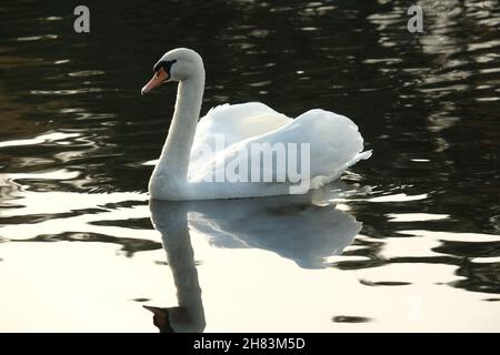 A colour photograph of a mute swan swimming in a small scottish lochan. Stock Photo