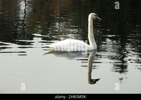 A colour photograph of a mute swan swimming in a small scottish lochan. Stock Photo