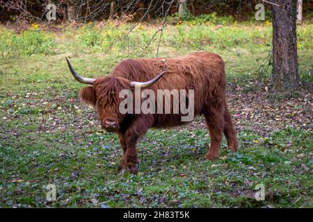 scottish highland cattle with brown fur cares for vegetation on a meadow in a nature reserve in southern germany Stock Photo