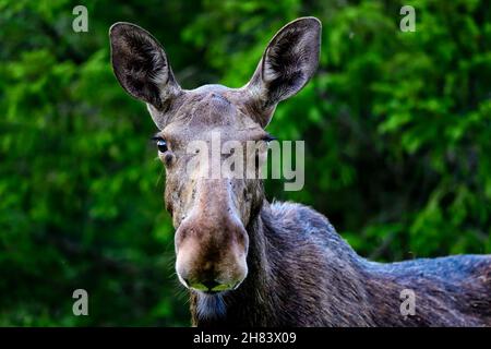 Young Moose cow grazing in the forest Stock Photo