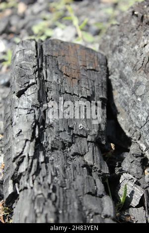 Heavily charred campfire log in the bright summer sun. Stock Photo